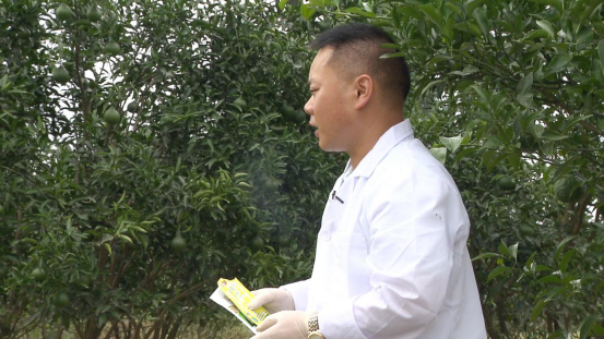 柑橘|柑桔树遭遇洪涝后的处理措施