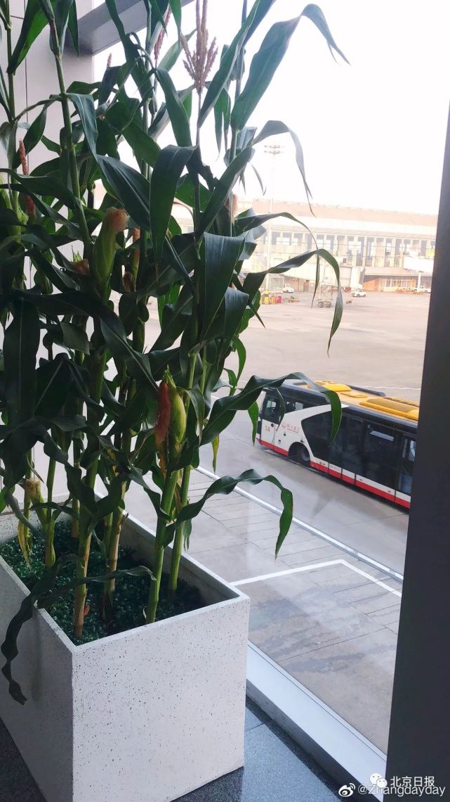 这个机场里的盆栽,种的都是茄子,辣椒