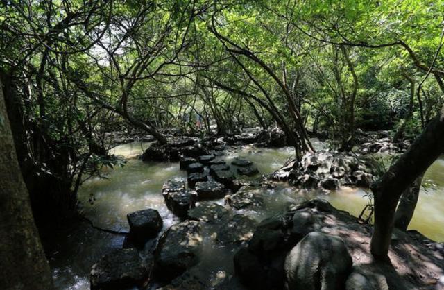 细鳞太攀蛇|自然界中最毒的蛇是哪个蛇种？有何依据？