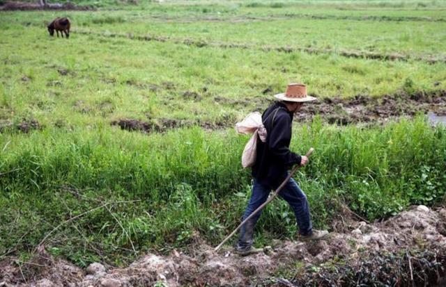 细鳞太攀蛇|自然界中最毒的蛇是哪个蛇种？有何依据？