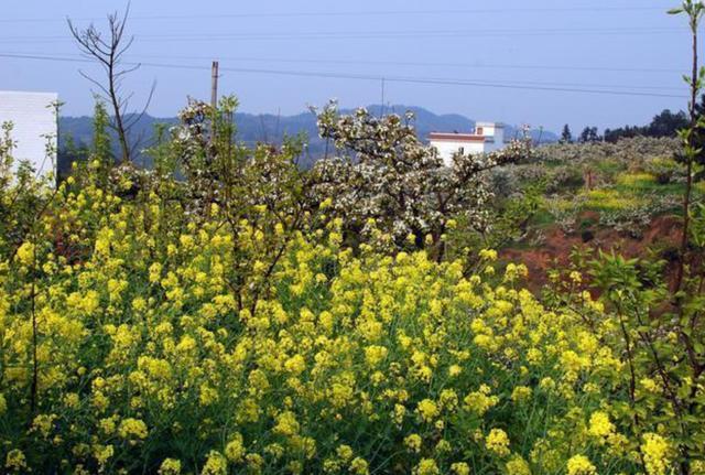 细鳞太攀蛇|自然界中最毒的蛇是哪个蛇种？有何依据？