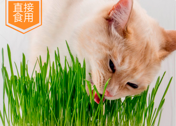 喵生太幸福了 冻干 慕斯 芝士球 这些猫咪零食把我看馋了 腾讯新闻