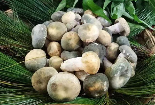 人称"绿豆菌",雨天多见,至今无法人工培育,一斤50元