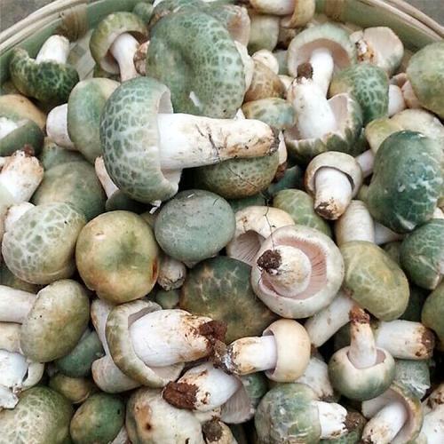 人称"绿豆菌",雨天多见,至今无法人工培育,一斤50元