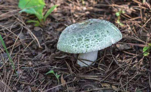 人称绿豆菌雨天多见至今无法人工培育一斤50元