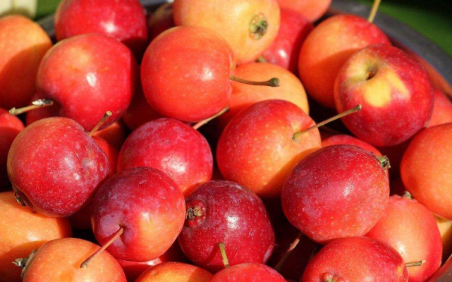 曾风靡一时的沙果为何近年来消失不见了背后原因发人深思