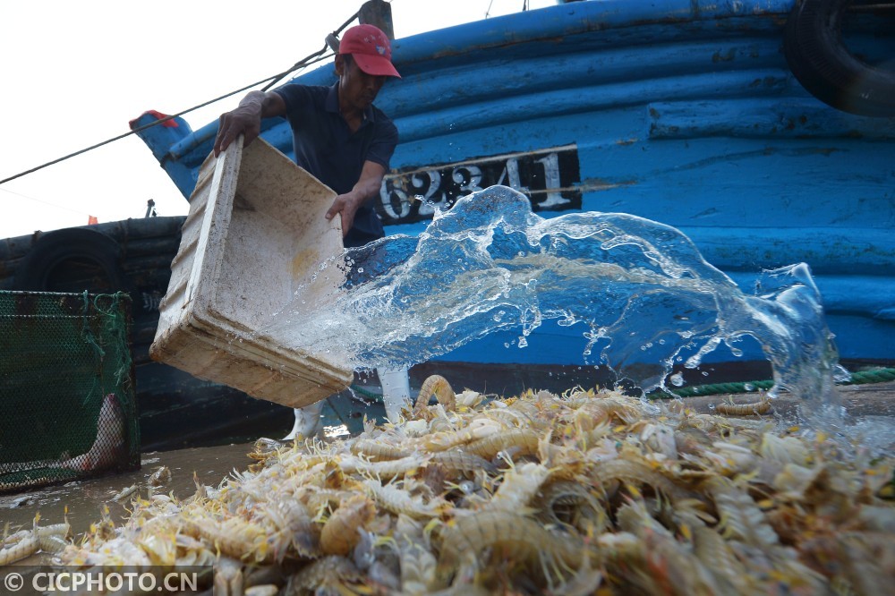 2020年9月1日,在山东省青岛市红岛渔港,渔民销售当日捕获的海鲜