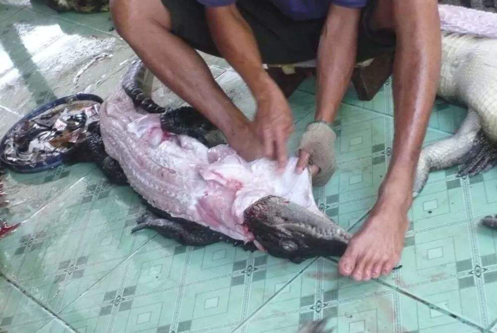 看完鳄鱼剥皮全过程你还想买奢侈品吗人类需要反思了