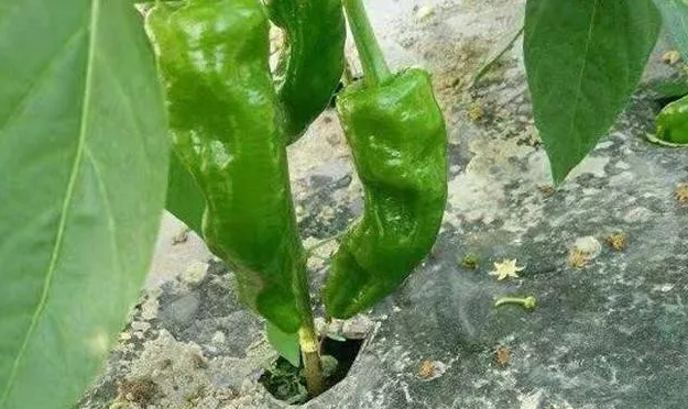 斩妖除魔 辣椒落花落果