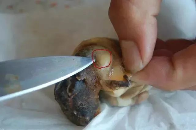 7,鲍鱼:绿色内脏有毒素 易引起皮炎等过敏反应鲍鱼肉旁边的绿色东西就