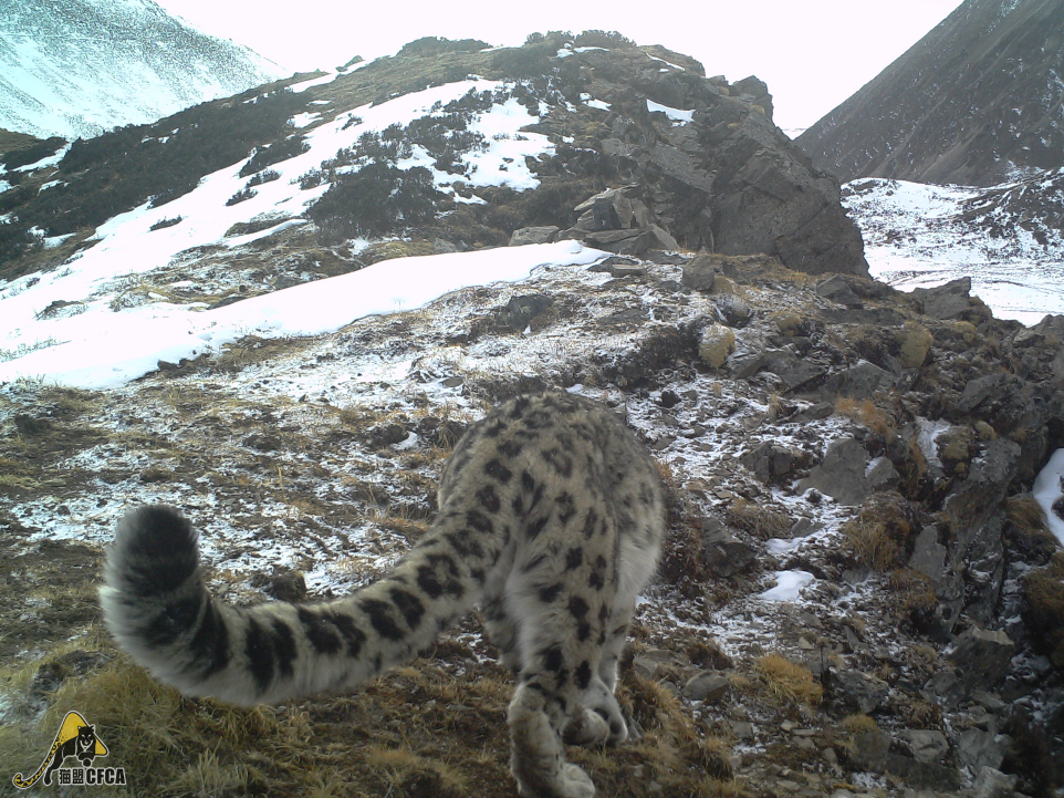 雪豹|需要多少努力，才能给雪豹一个光明的未来？