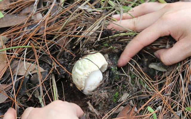 野生菌|农民称它：埋在山里的“青玉”，目前极为珍贵，遇见别错过