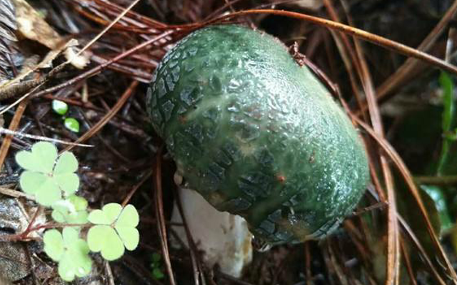 野生菌|农民称它：埋在山里的“青玉”，目前极为珍贵，遇见别错过