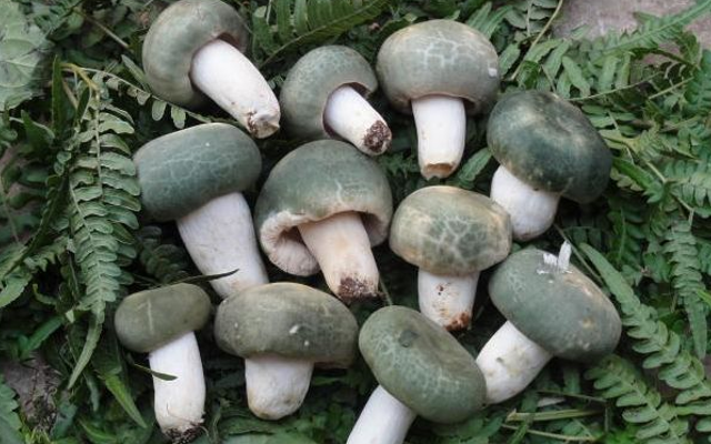 野生菌|农民称它：埋在山里的“青玉”，目前极为珍贵，遇见别错过