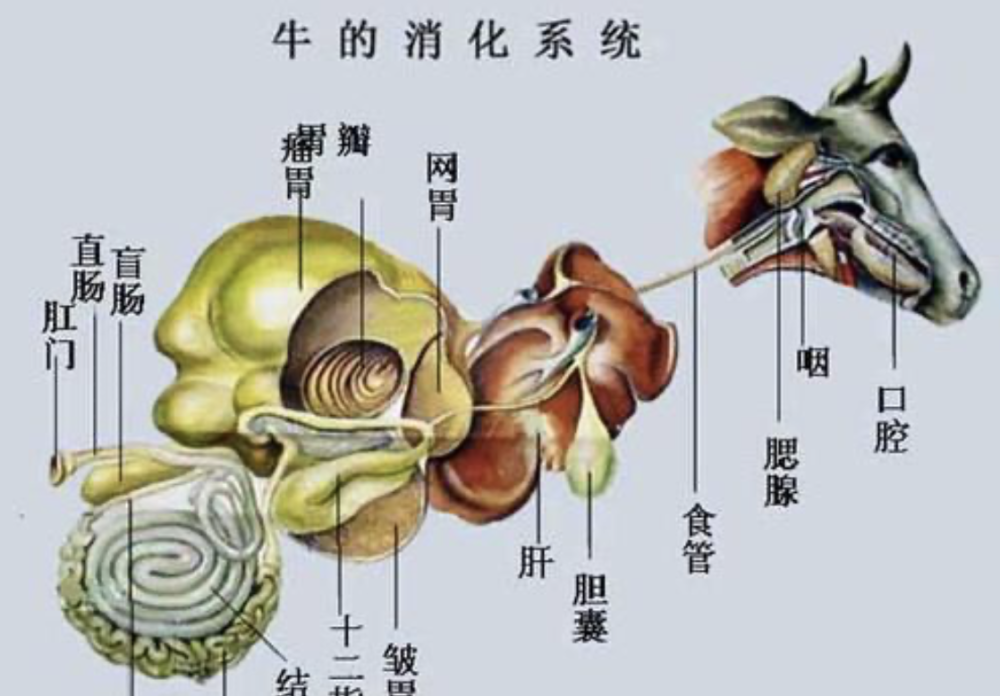 地球|为什么只吃草的牛长得这么大？植被出奇地擅长创造大型动物