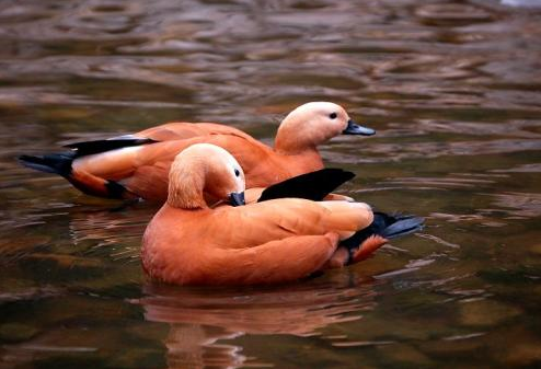 莲花书院|闻语 竹露滴阶声 空庭清趣