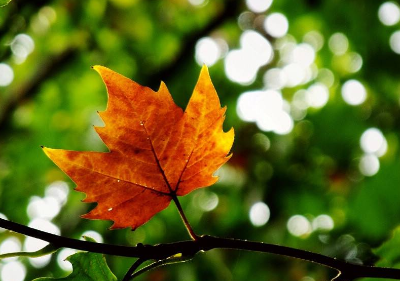 莲花书院|闻语 竹露滴阶声 空庭清趣