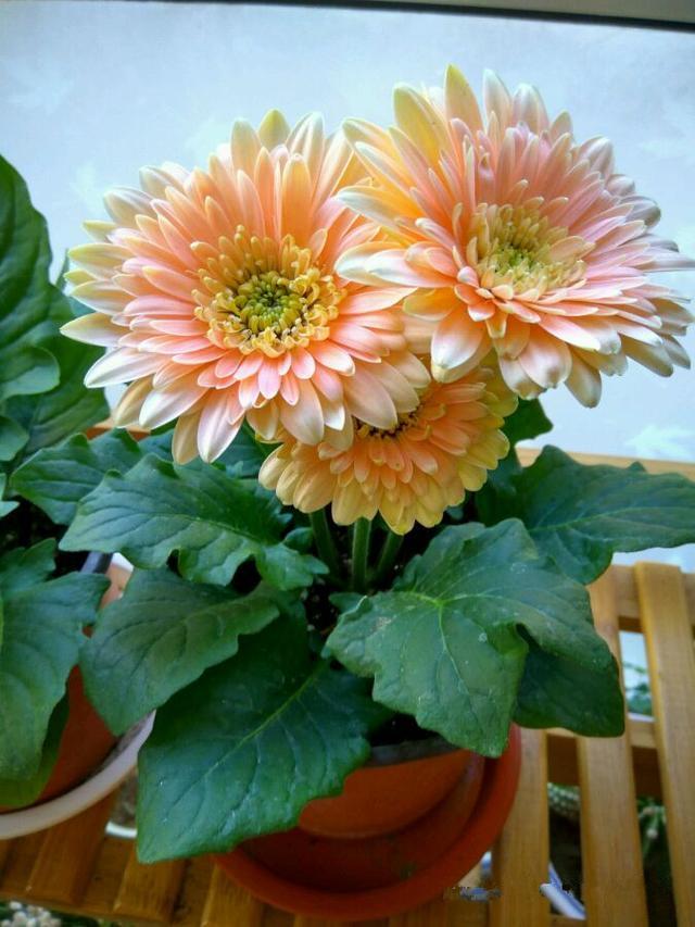 非洲菊盆栽花卉新宠花叶都漂亮四季皆花期养护很简单