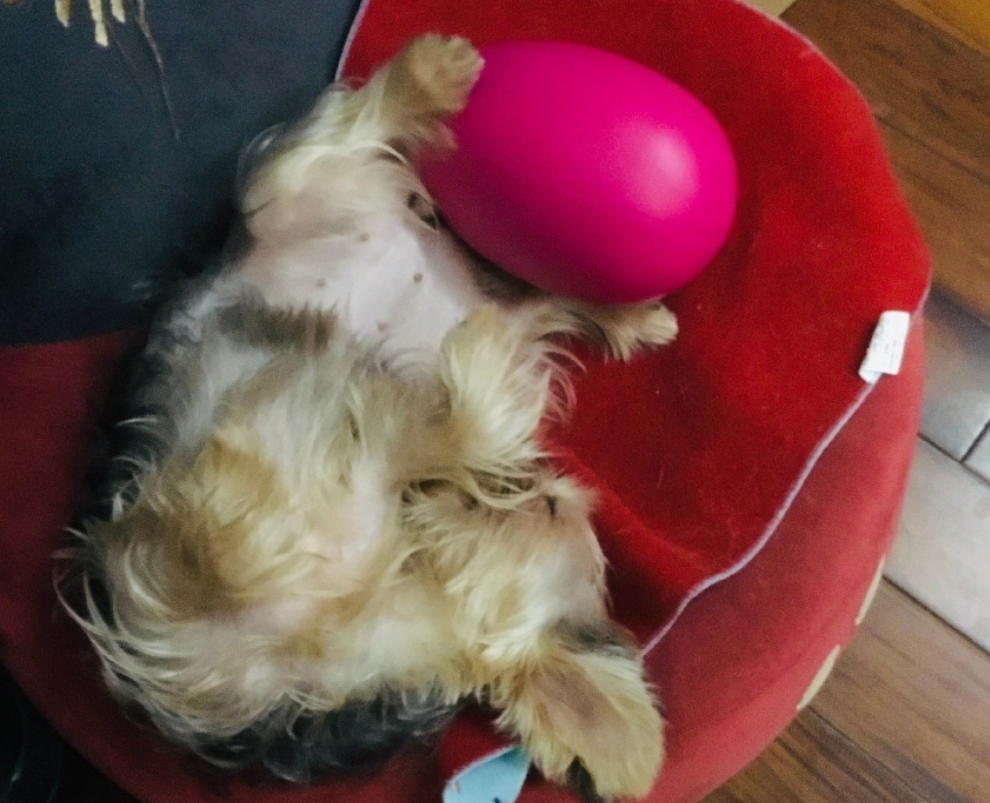 郭碧婷|郭碧婷被质疑婚姻出问题后，郭爸爸突然发文，看到照片后：这是生了？