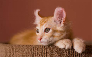 猫咪|猫咪耳朵的十个秘密