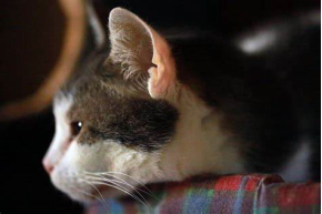 猫咪|猫咪耳朵的十个秘密