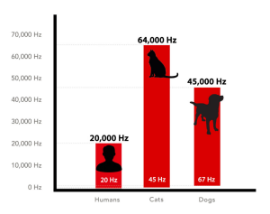 猫咪|猫咪耳朵的十个秘密