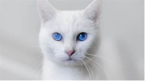 猫咪|猫咪耳朵的十个秘密