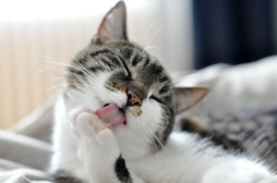 猫咪|猫咪耳朵的十个秘密