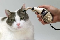猫咪|猫咪耳朵的十个秘密