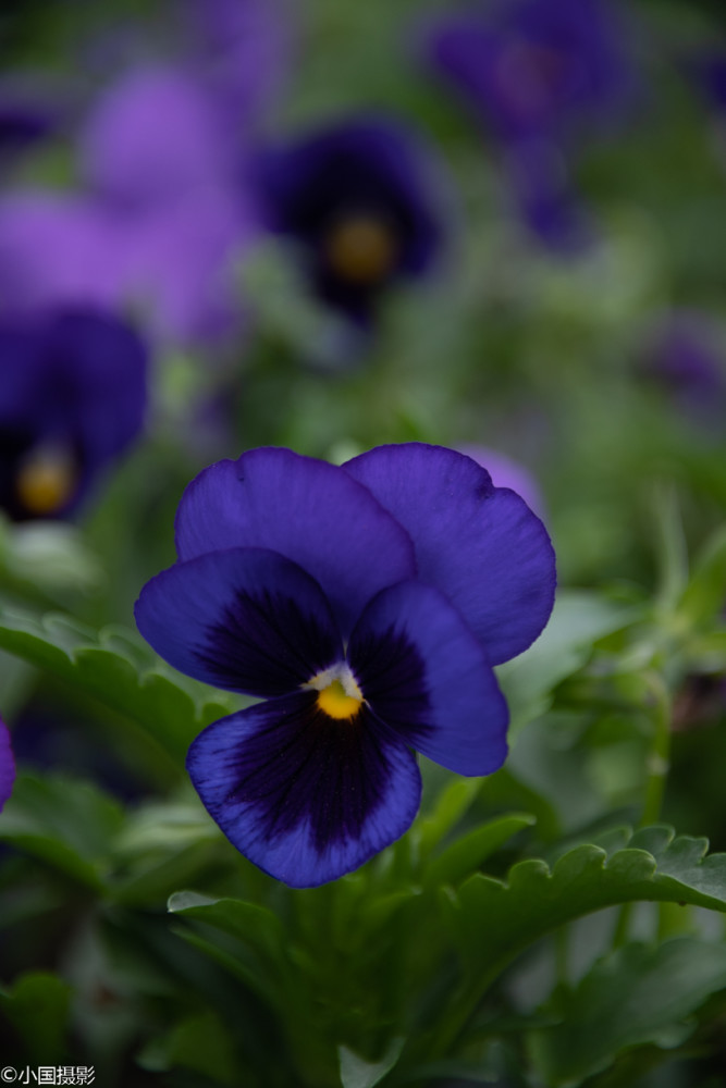 花卉摄影三色堇三色渐变清晰自然形似猫脸赛蝴蝶