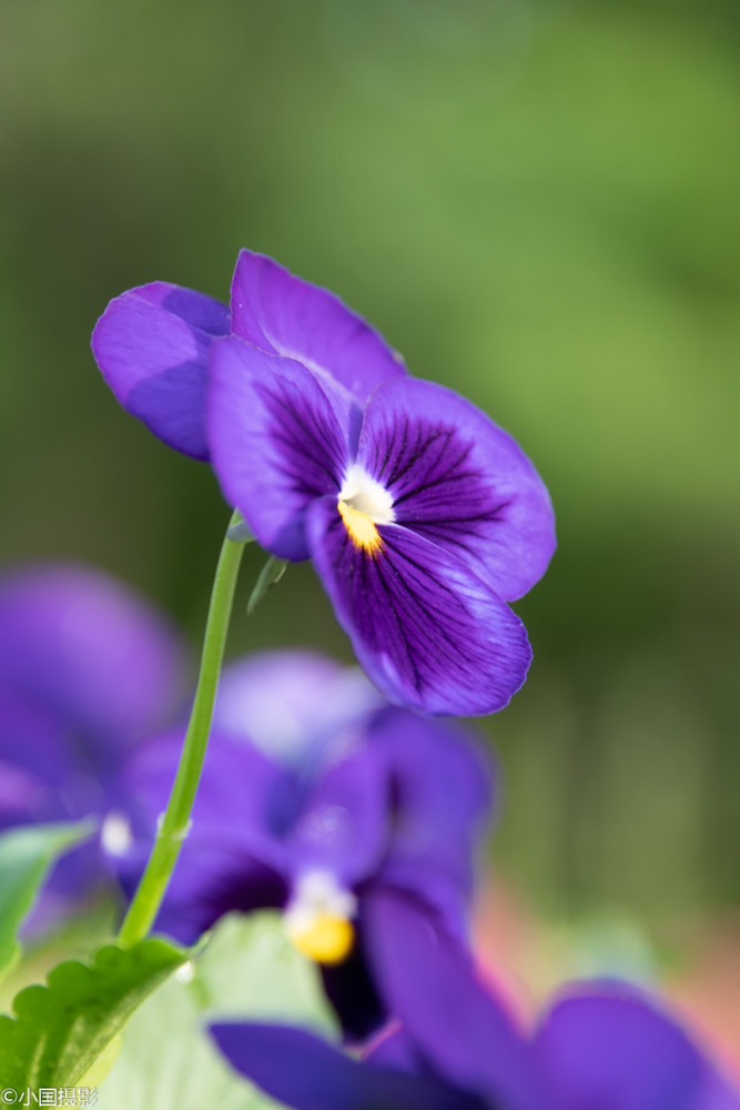 花卉摄影三色堇三色渐变清晰自然形似猫脸赛蝴蝶