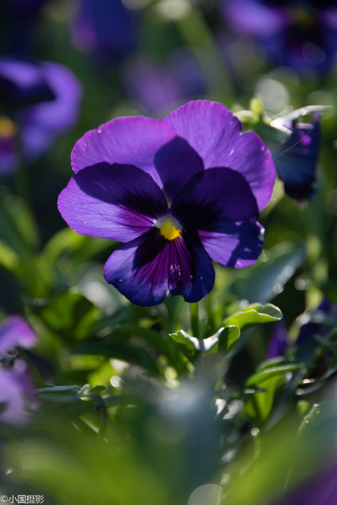 花卉摄影三色堇三色渐变清晰自然形似猫脸赛蝴蝶