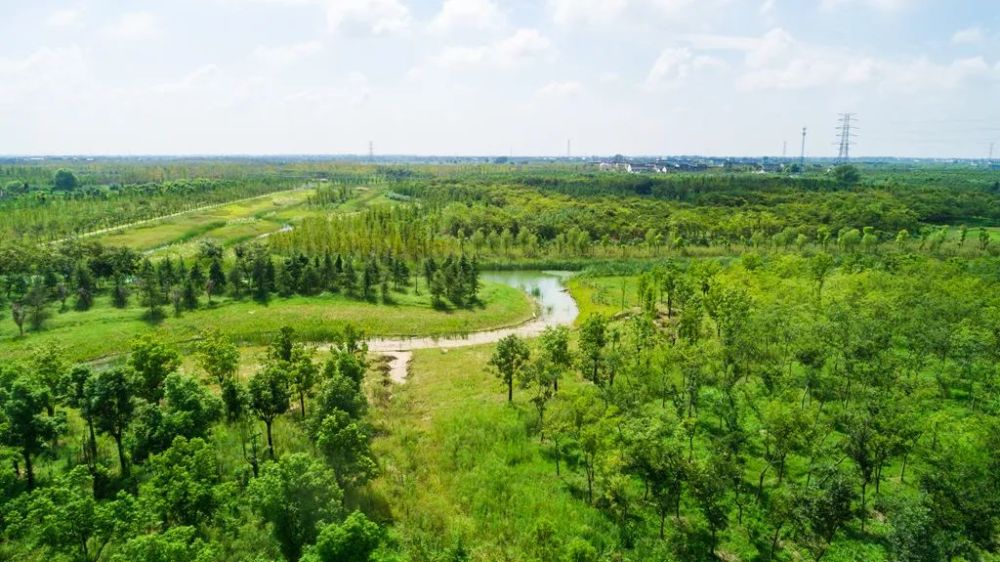 惊艳!泰兴"生态绿心""城市绿肺"