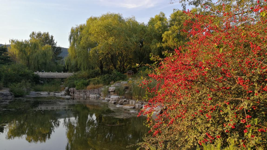 城市公园|精益求精的北京城市公园园林植物景观设计