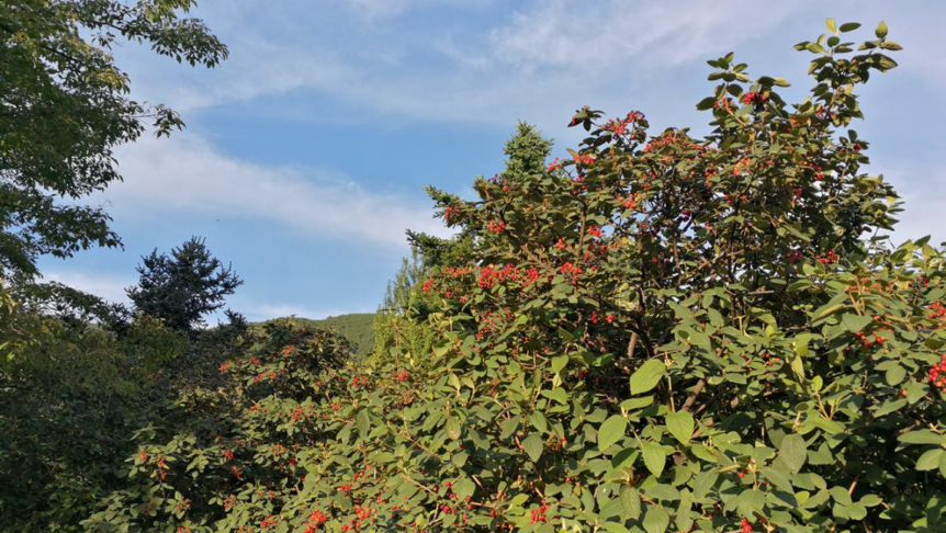 城市公园|精益求精的北京城市公园园林植物景观设计