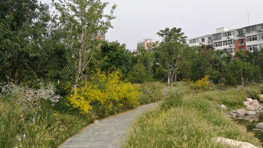 城市公园|精益求精的北京城市公园园林植物景观设计