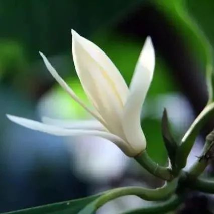 栀子花 白兰花 你记忆中的城市 香水 是什么 腾讯新闻