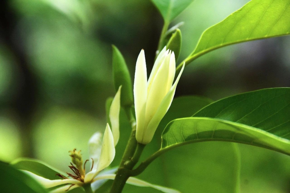 栀子花 白兰花 你记忆中的城市 香水 是什么 腾讯新闻