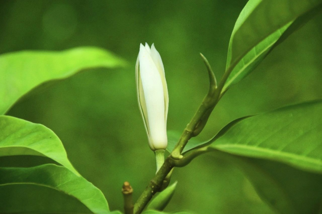 精油秘典 白兰花 至深的温柔 白兰花 玫瑰精油 含笑花 咳嗽