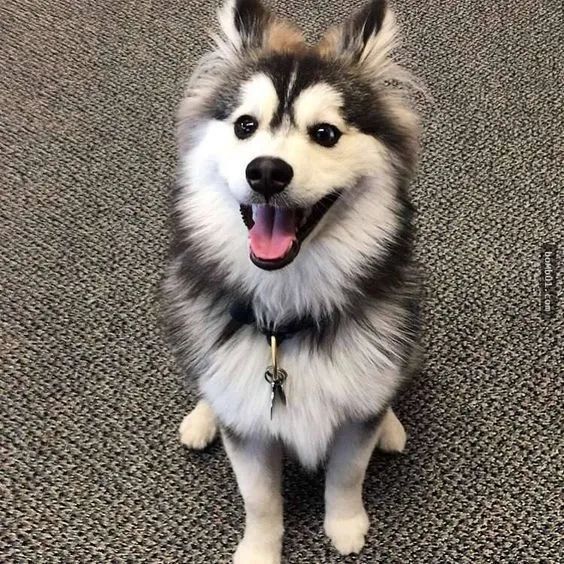 这种混血的哈士奇,你是不是也想养一只?太萌了吧