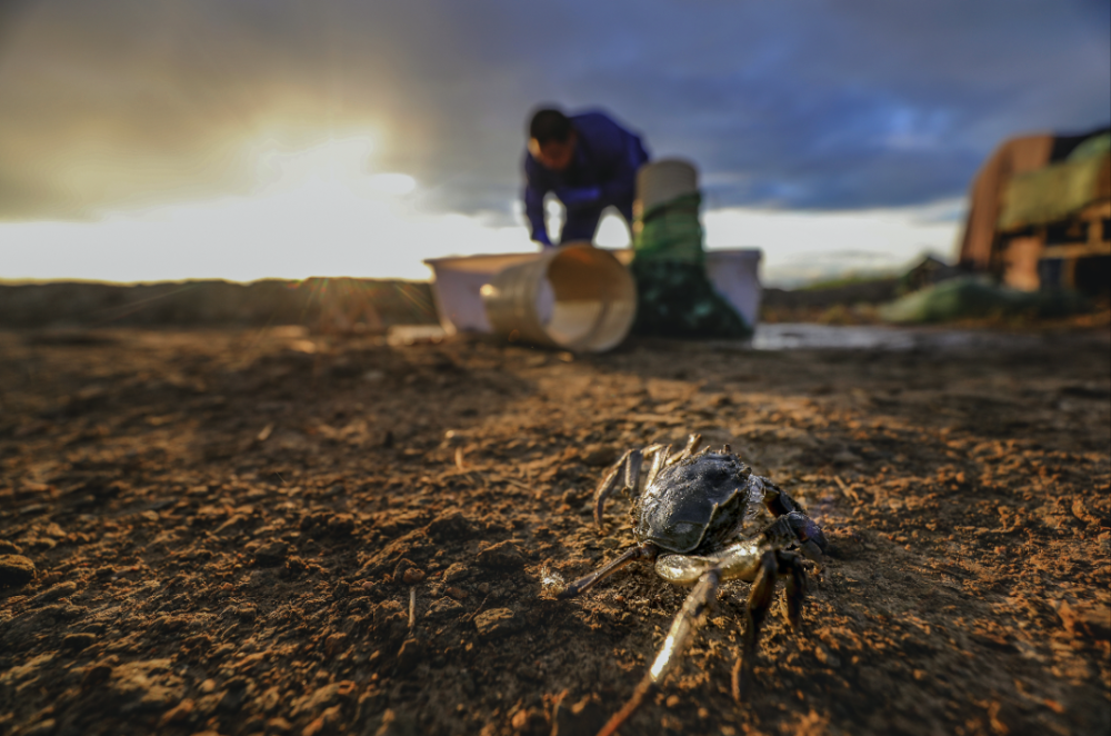 深耕二十余蟹类产区，让所有人24小时吃到鲜蟹
