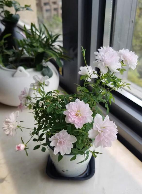 姬乙女 最小的盆栽月季花 巴掌大小 全年都开花 室内也能养好 月季花 姬乙女 盆栽 阳台 植株