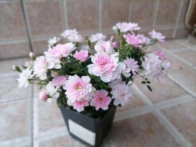 姬乙女 最小的盆栽月季花 巴掌大小 全年都开花 室内也能养好 姬乙女 盆栽 阳台 植株 月季花