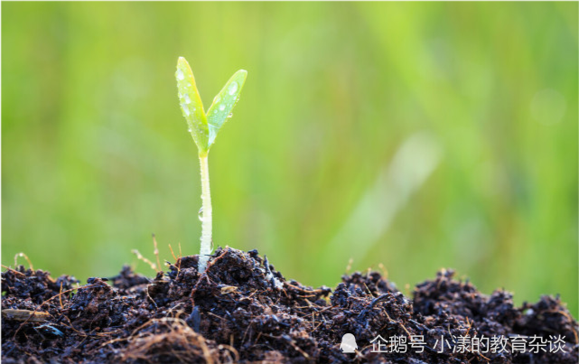 教育孩子需要循序渐进，不可拔苗助长