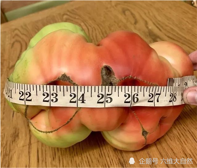 英一男子种出一只巨型西红柿,重量超过3公斤,是人力把6个普通的融为