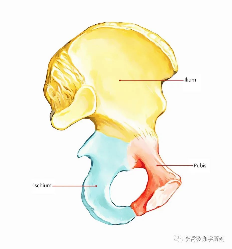 骨盆帶和骨盆脊柱區如何劃分?