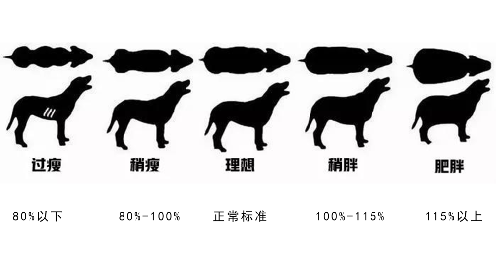 一分钟 教你摸骨判胖瘦 狗篇 腾讯新闻