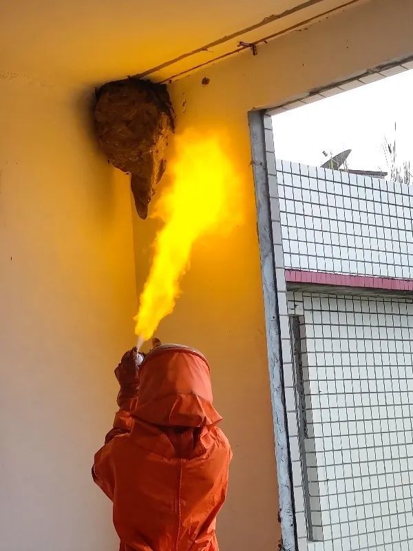 好险宜宾一幼儿园发现马蜂窝消防队员十八般武艺齐上阵
