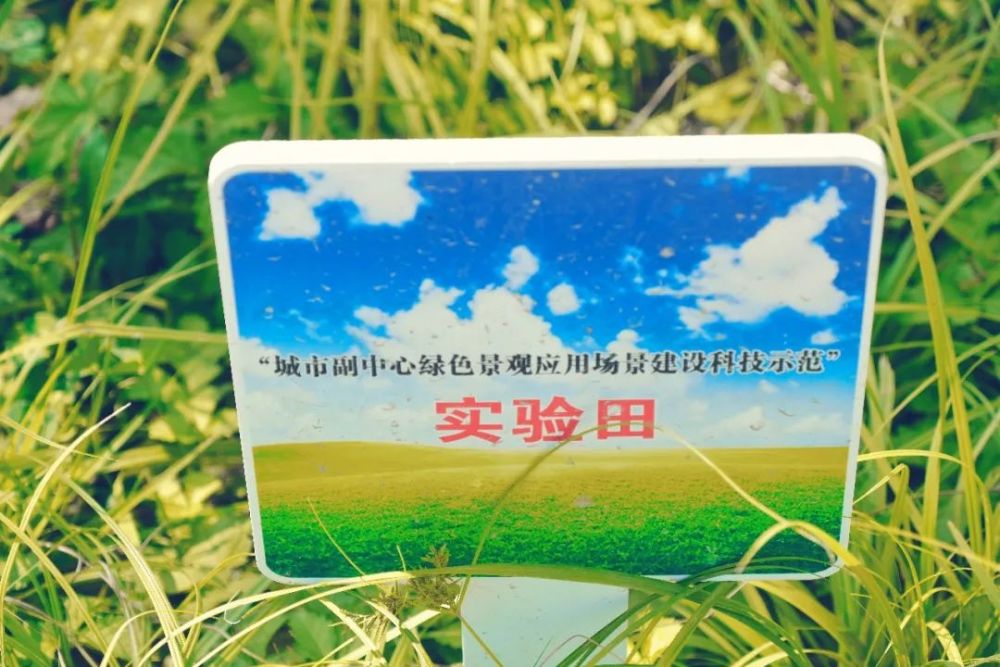 绿心森林公园|探访通州又一处网红打卡地-城市绿心森林公园