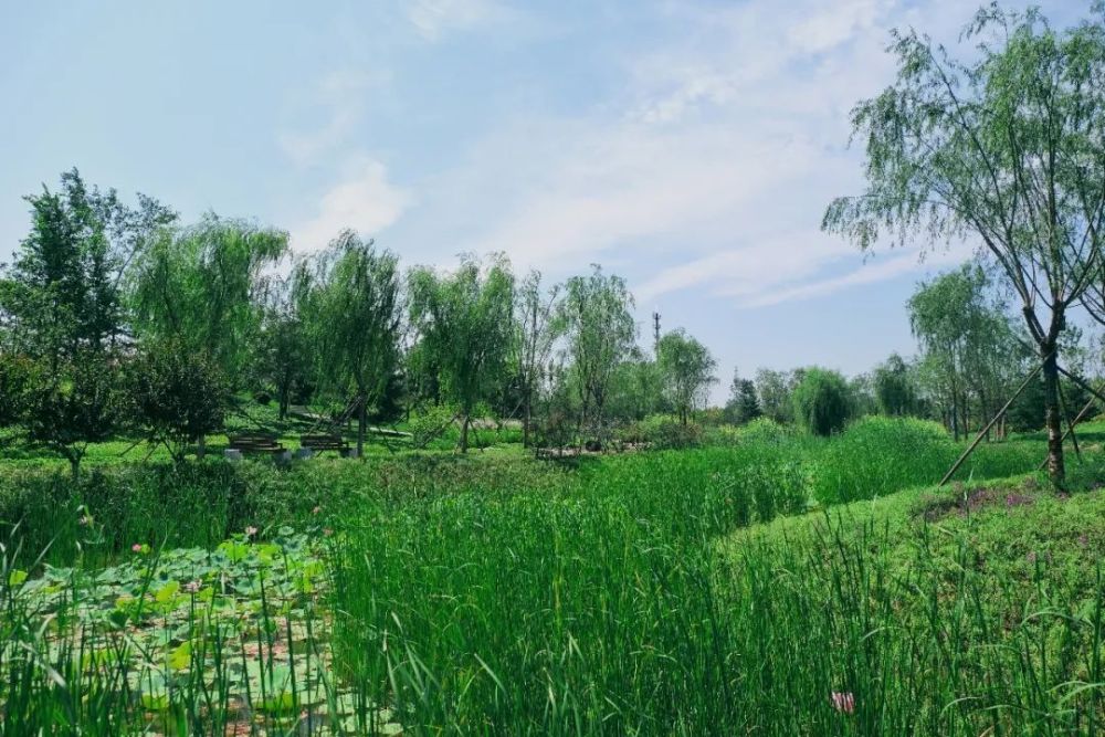 绿心森林公园|探访通州又一处网红打卡地-城市绿心森林公园